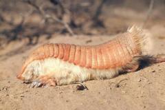 8vymbpt2cz_ST_pinkfairyarmadillo_WWfall2022