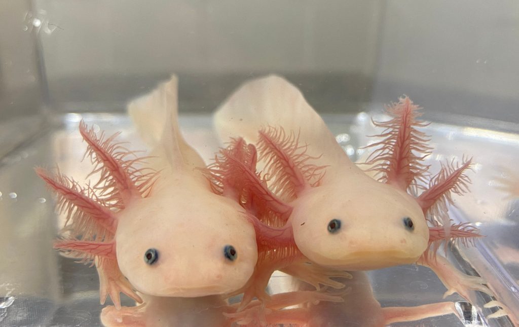 Axolotl