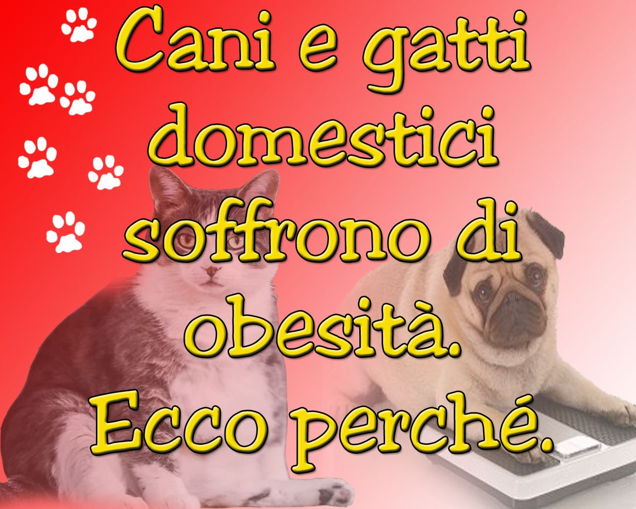 Cani e gatti domestici