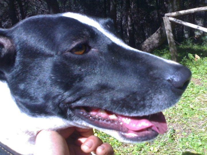 Abbandono di cani: una bella storia a lieto fine