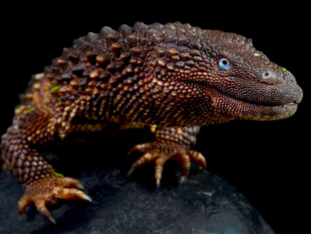 5 animali rarissimi che si stanno estinguendo - 5 Lantanoto del Borneo