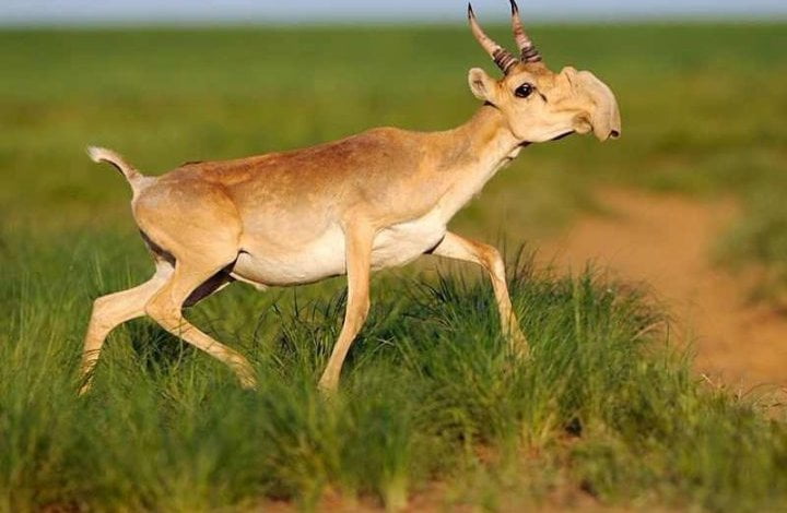 5 animali rarissimi che si stanno estinguendo - 6 Saiga