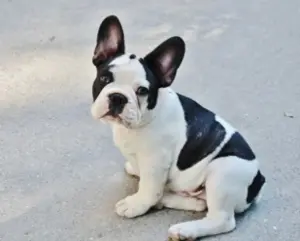 Bulldog francese