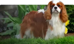 Cavalier King Charles spaniel