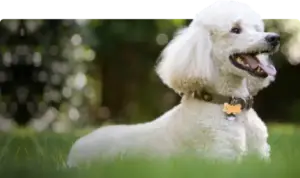 Quali sono i cani più adatti per i bambini? Scopri le 5 razze migliori